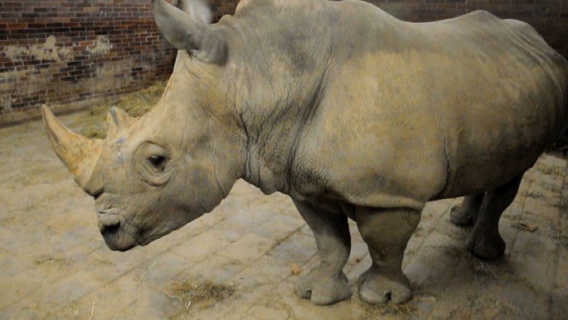 Nosorožcům se za poslední století zkrátily rohy. Zřejmě kvůli pytlákům
